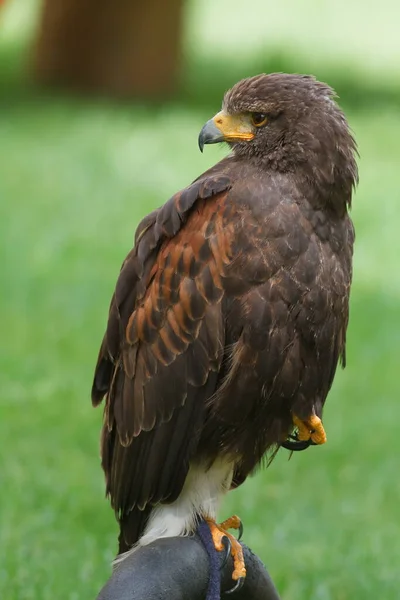 Bedraggled Female Golden Eagle — Fotografia de Stock