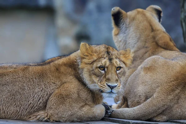 Lionesses Portrait Zoo Daytime — 스톡 사진