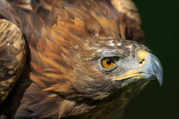 Golden Eagle Closeup Shot Blurred Background — Stock Photo, Image