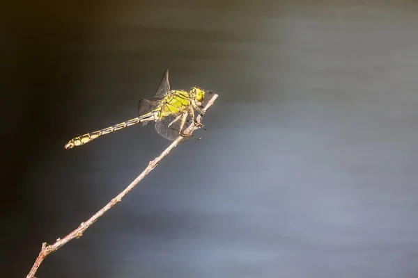 Eine Kleine Libelle Auf Kleinem Ast — Stockfoto