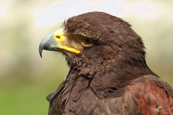 Golden Eagle Closeup Shot Blurred Background — Photo