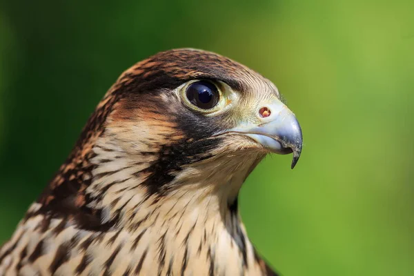 Κοντινό Πορτρέτο Του Peregrine Falcon — Φωτογραφία Αρχείου