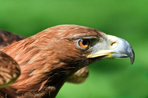 Gouden Adelaar Aquila Chrysaetos Portretkop — Stockfoto