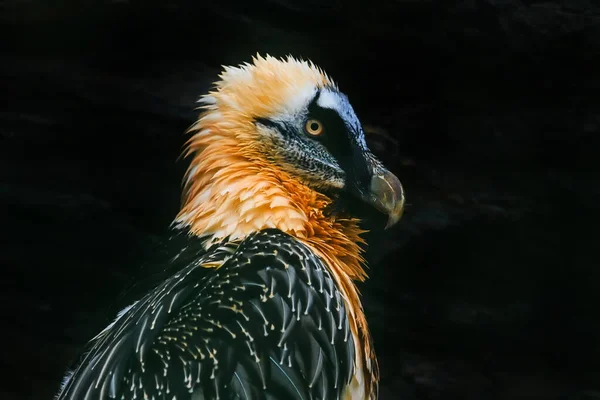 Vulture Portrait Wild Nature — ストック写真