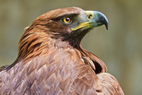 Águila Real Aquila Chrysaetos Cabeza Retrato — Foto de Stock