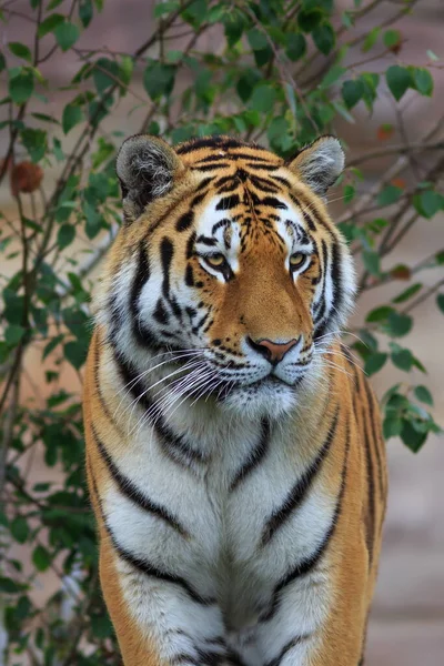 Portrait Adult Tiger Zoo Daytime — Stockfoto