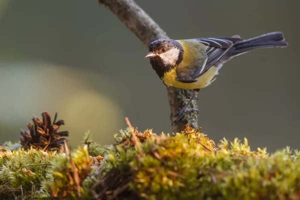 Great Tit Portrait Wild Nature — стоковое фото