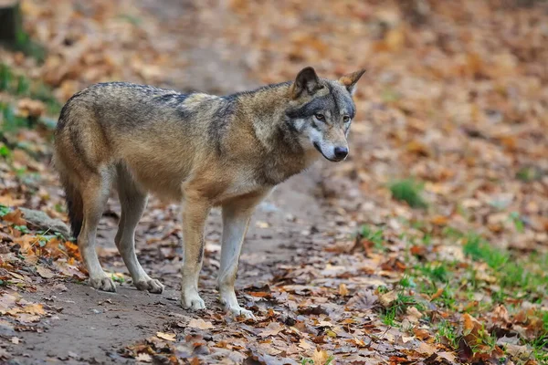 Eurasian Wolf Canis Lupus Lupus Walks Autumnal Forest — Stockfoto