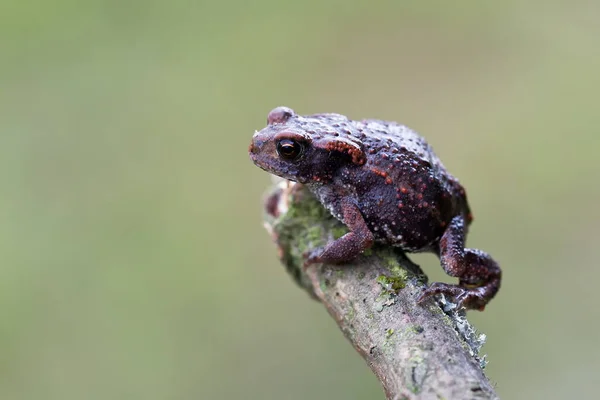 Jeune Crapaud Commun Gros Plan — Photo