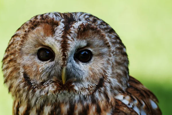 Tawny Owl Portrét Dne — Stock fotografie