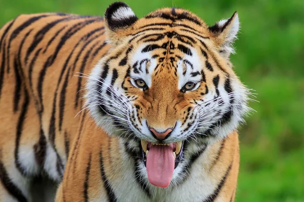 Closeup Shot Adult Tiger Blurred Background — Stock Photo, Image