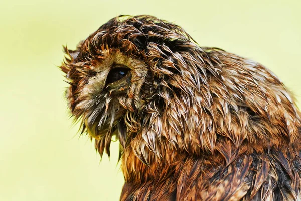 Wet Tawny Owl Close — Φωτογραφία Αρχείου