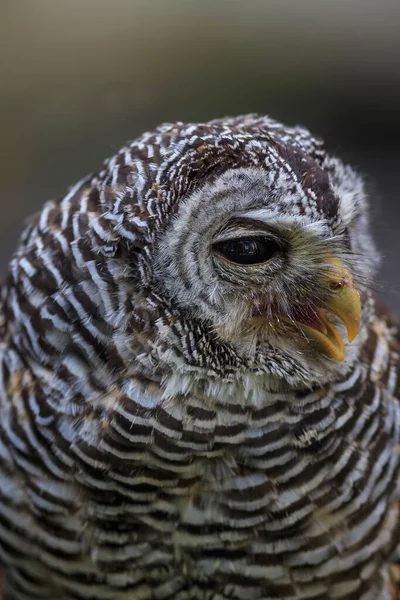 Ufous Legged Owl Portrait — Stock Photo, Image