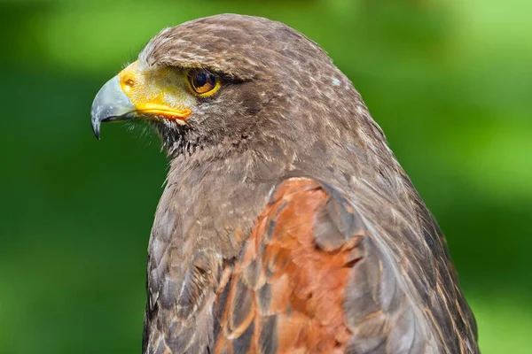 Морской Орел Стеллера Haliaeetus Pelagicus Голову Близко — стоковое фото