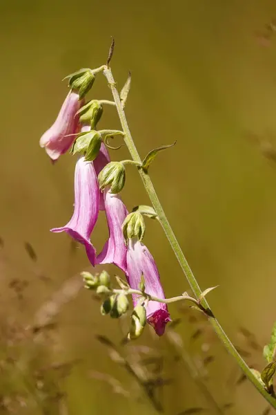 Closeup Flower Blurred Background — Stockfoto