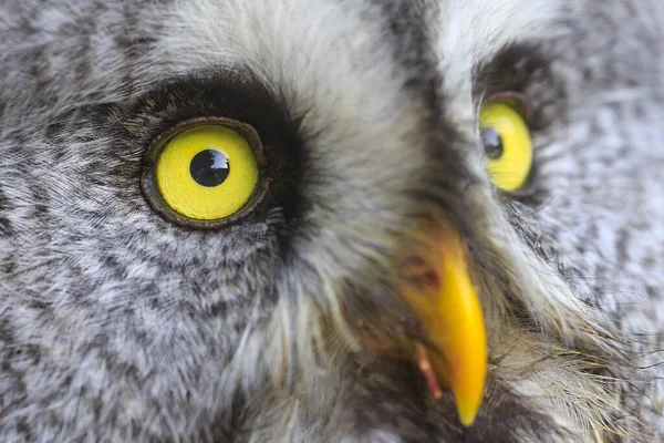 Great Grey Owl Very Close — 图库照片