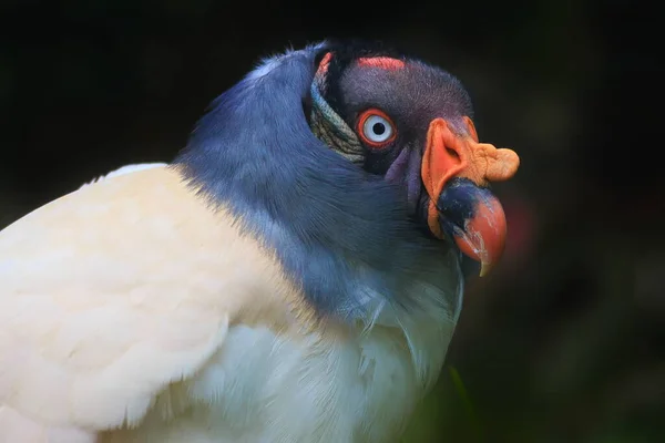 鳥の近くに — ストック写真