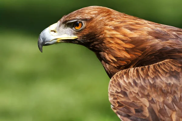 Águia Dourada Aquila Crisaetos Cabeça Retrato — Fotografia de Stock
