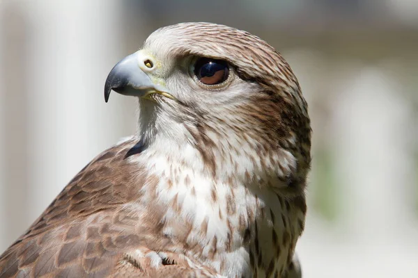 Saker Sokół Zbliżenie Portret — Zdjęcie stockowe