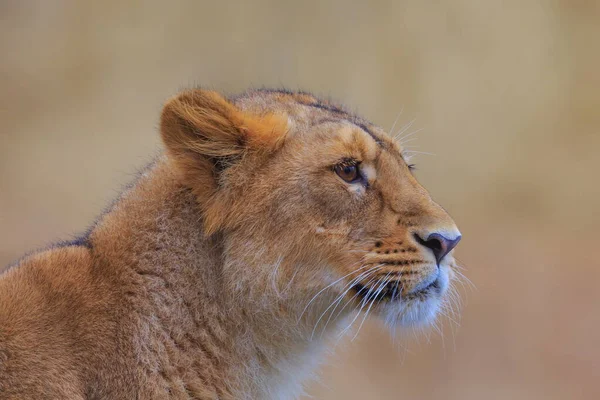 Leone Panthera Leo Ritratto Allo Zoo Giorno — Foto Stock