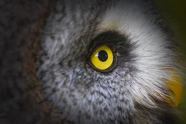 Great Grey Owl Very Close — ストック写真