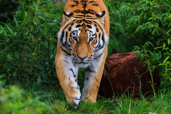 Closeup Shot Adult Tiger Blurred Background — 스톡 사진