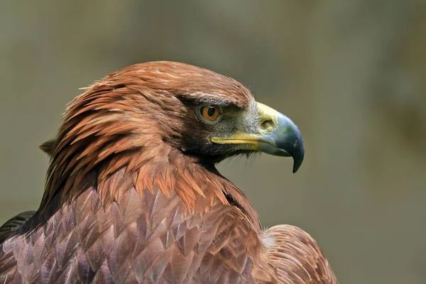 Aigle Royal Aquila Chrysaetos Tête Portrait — Photo