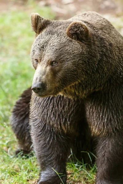 Бурый Медведь Ursus Arctos Животное — стоковое фото