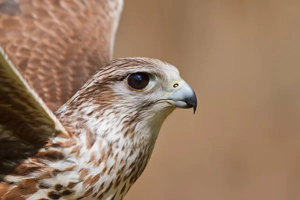 Saker Γεράκι Closeup Πορτρέτο — Φωτογραφία Αρχείου