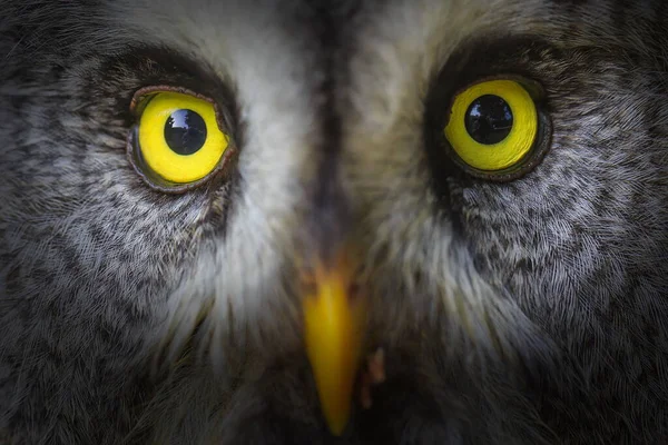 Great Grey Owl Very Close — Fotografia de Stock
