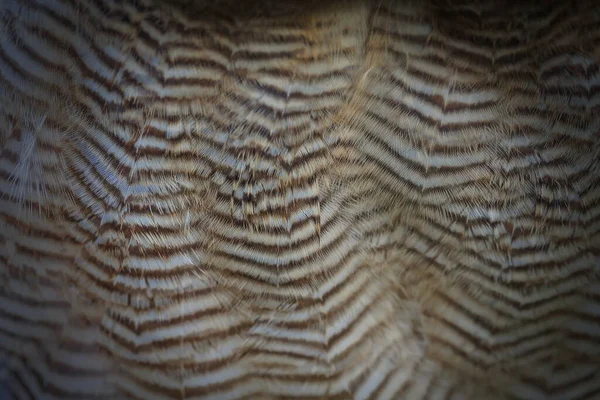 Ufous Legged Owl Portrait — Stock Photo, Image