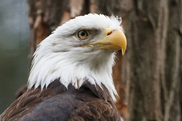 Bald Eagle Portrait Daytime Shot — Zdjęcie stockowe