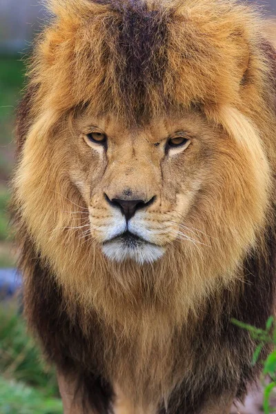 Lion Mâle Panthera Leo Repos — Photo