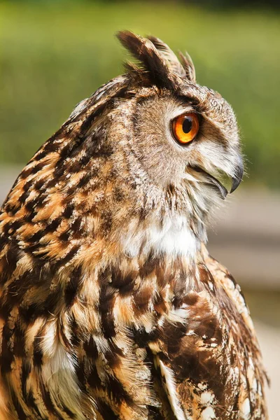 Eurasian Eagle Owl Portrait Daytime Shot Wild Nature — Stock Photo, Image