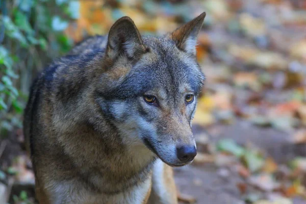 Eurasian Wolf Canis Lupus Lupus Walks Autumnal Forest — Photo