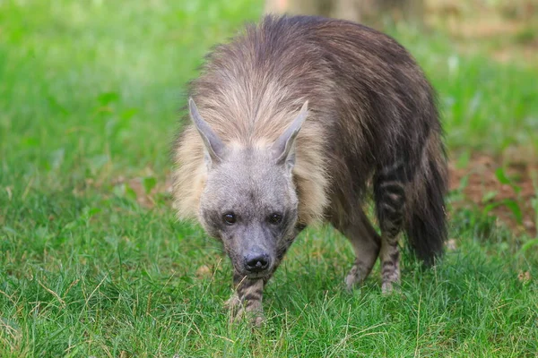 Brown Hyena Wild Nature — Stok Foto