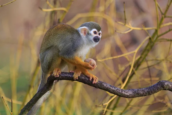 Common Squirrel Monkeys Wild Nature — Stock Photo, Image