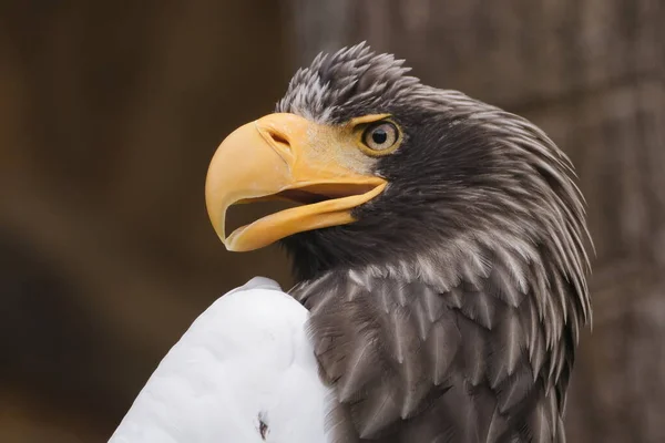 Eastern Eagle Closeup Portrait — Fotografia de Stock