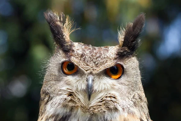 Eurasian Eagle Owl Portrait Daytime Shot Wild Nature — ストック写真