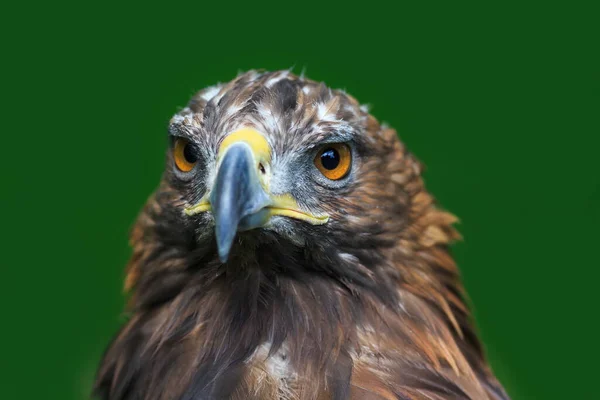 Golden Eagle Closeup Shot Blurred Background — Stock Fotó