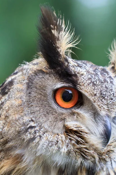 Eurasian Eagle Owl Portrait Daytime Shot Wild Nature — Fotografia de Stock