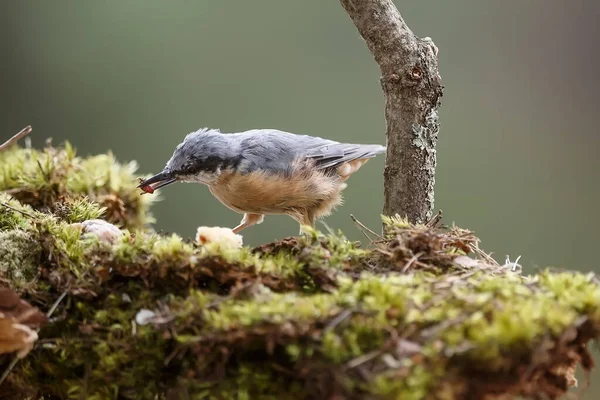 Small Bird Sitting Tree — Stock Photo, Image