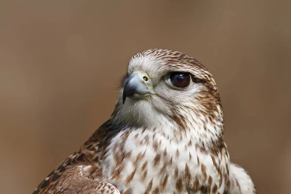 Saker Falcon Closeup Portrait — Stock Photo, Image