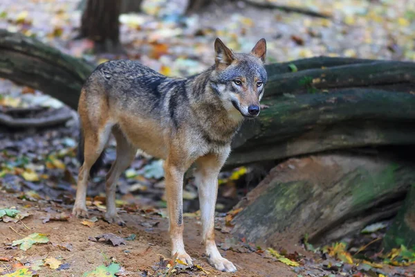 Eurasian Wolf Canis Lupus Lupus Walks Autumnal Forest — Photo