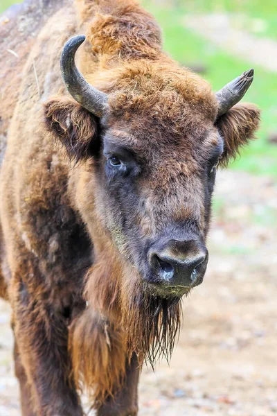 Avrupa 'da yaşayan en büyük memeli bizon (Bizon bonasus).