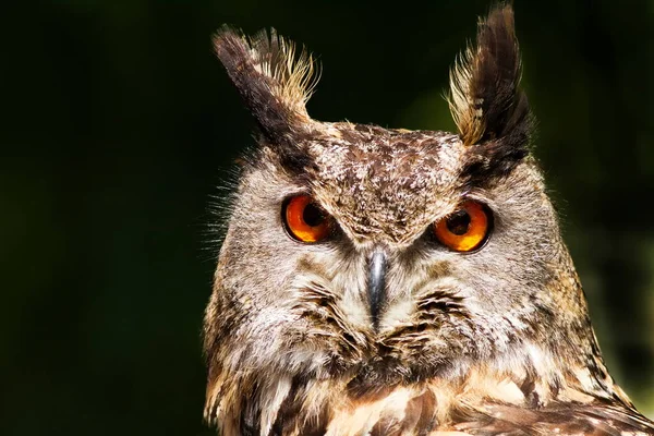 Portrait Aigle Hibou Eurasie Prise Vue Diurne Sur Nature Sauvage — Photo