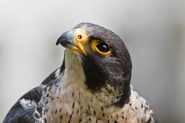 Peregrine Falcon Falco Peregrinus Portrait Close — Fotografia de Stock