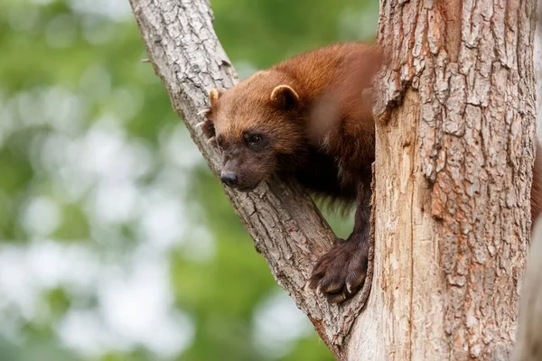 Vahşi doğada Wolverine portresi 