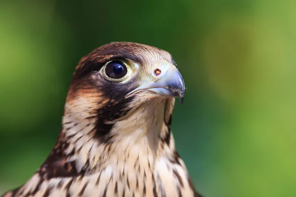 Peregrine Falcon Closeup Portrait —  Fotos de Stock