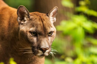 Cougar (Puma concolor), puma, dağ aslanı, panter veya katkı